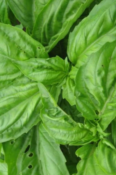 Genovese Basil Seeds Art Pack