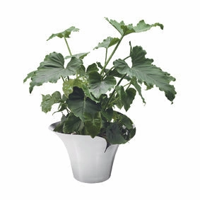 Georg Jensen Bloom Botanica Flowerpot, Large