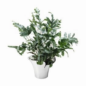 Georg Jensen Bloom Botanica Flowerpot, Medium