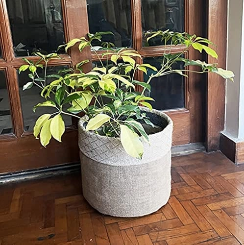Geotextile Grow Bag with Plant Jute Cover (10.5 x 11) Inch