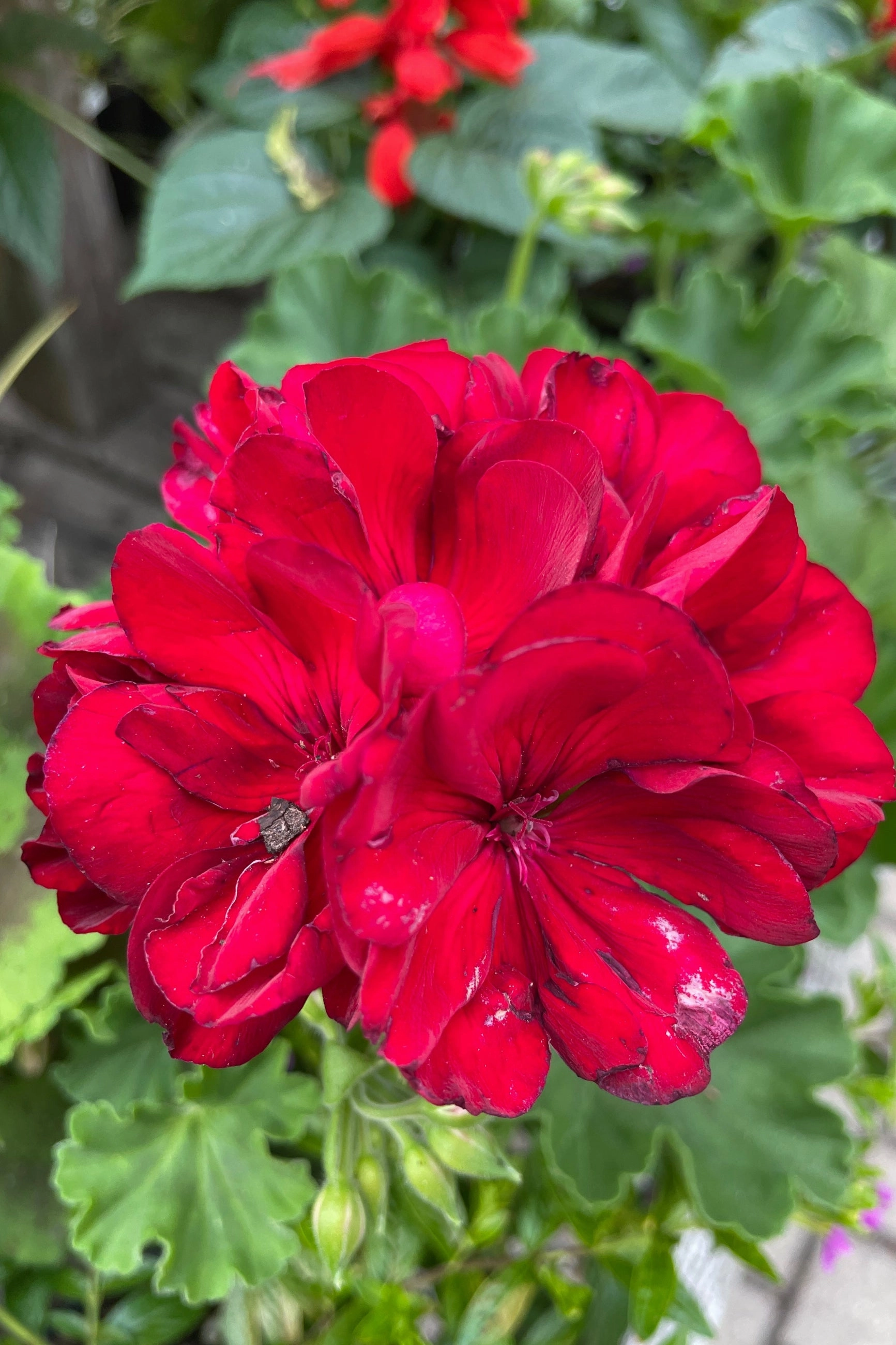 Geranium (assorted) 10"