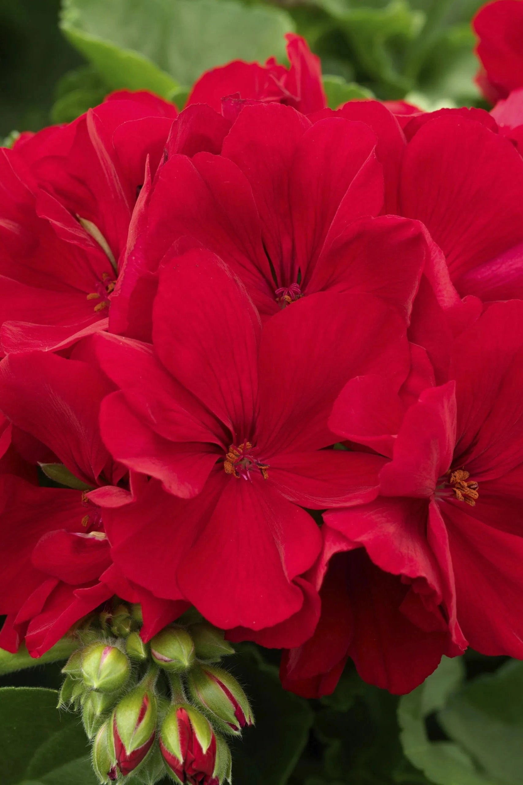 Geranium (assorted) 10"