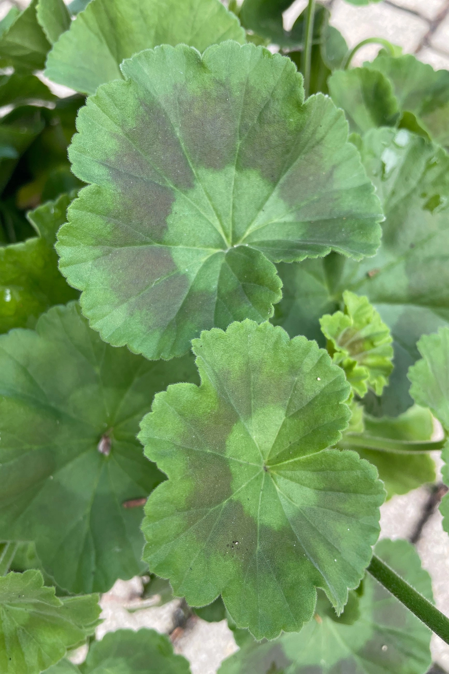 Geranium (assorted) 10"