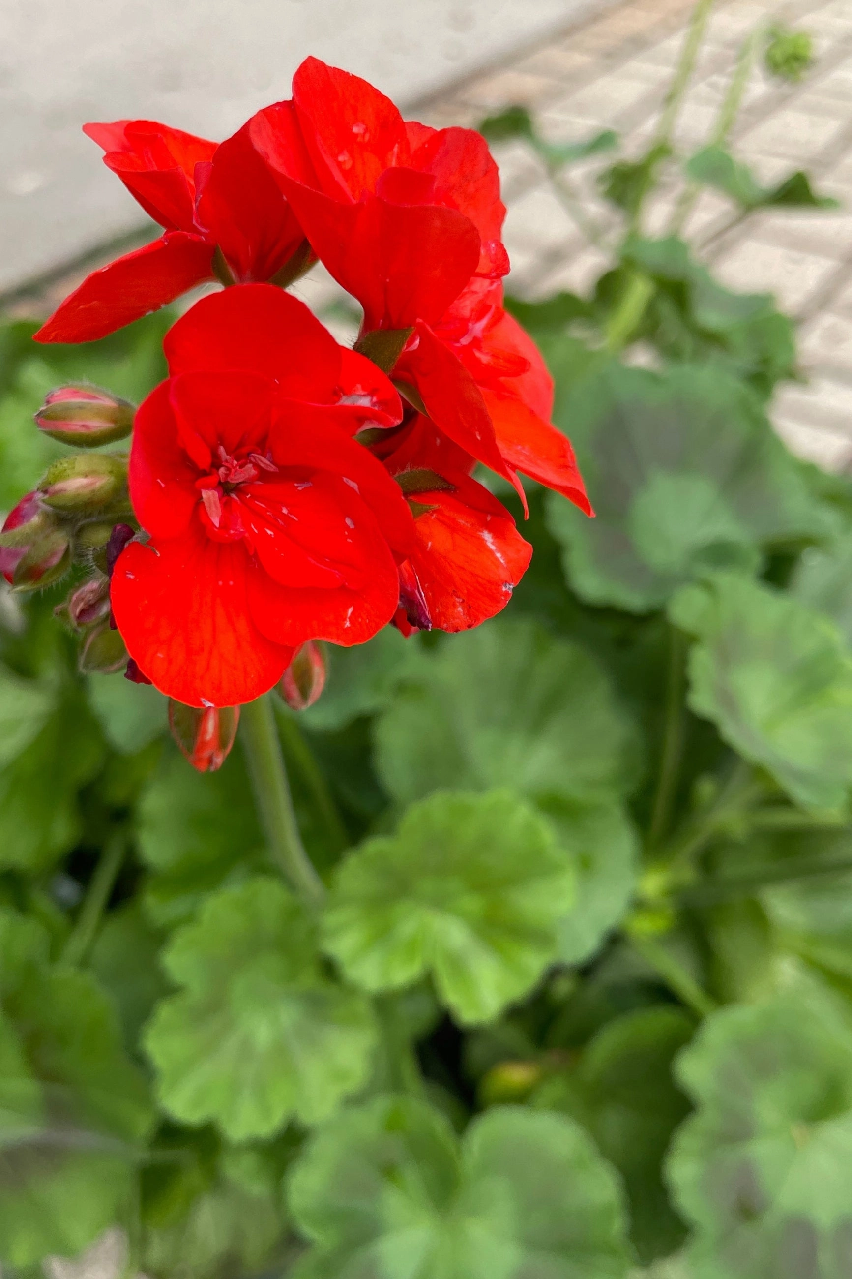 Geranium (assorted) 10"