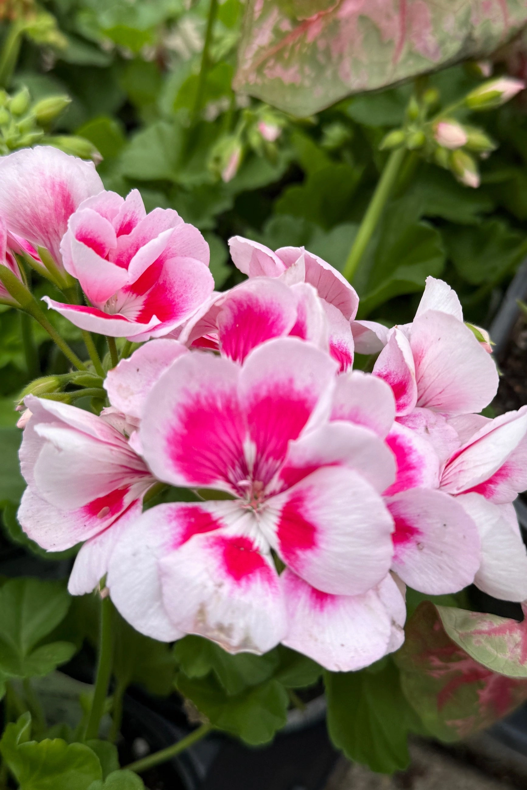 Geranium (assorted) 4.5"