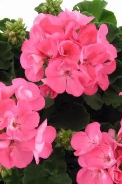 Geranium (assorted) 4.5"