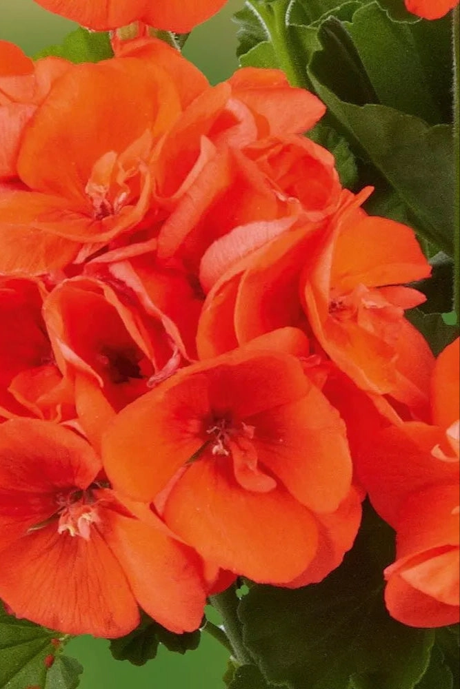 Geranium (assorted) 4.5"