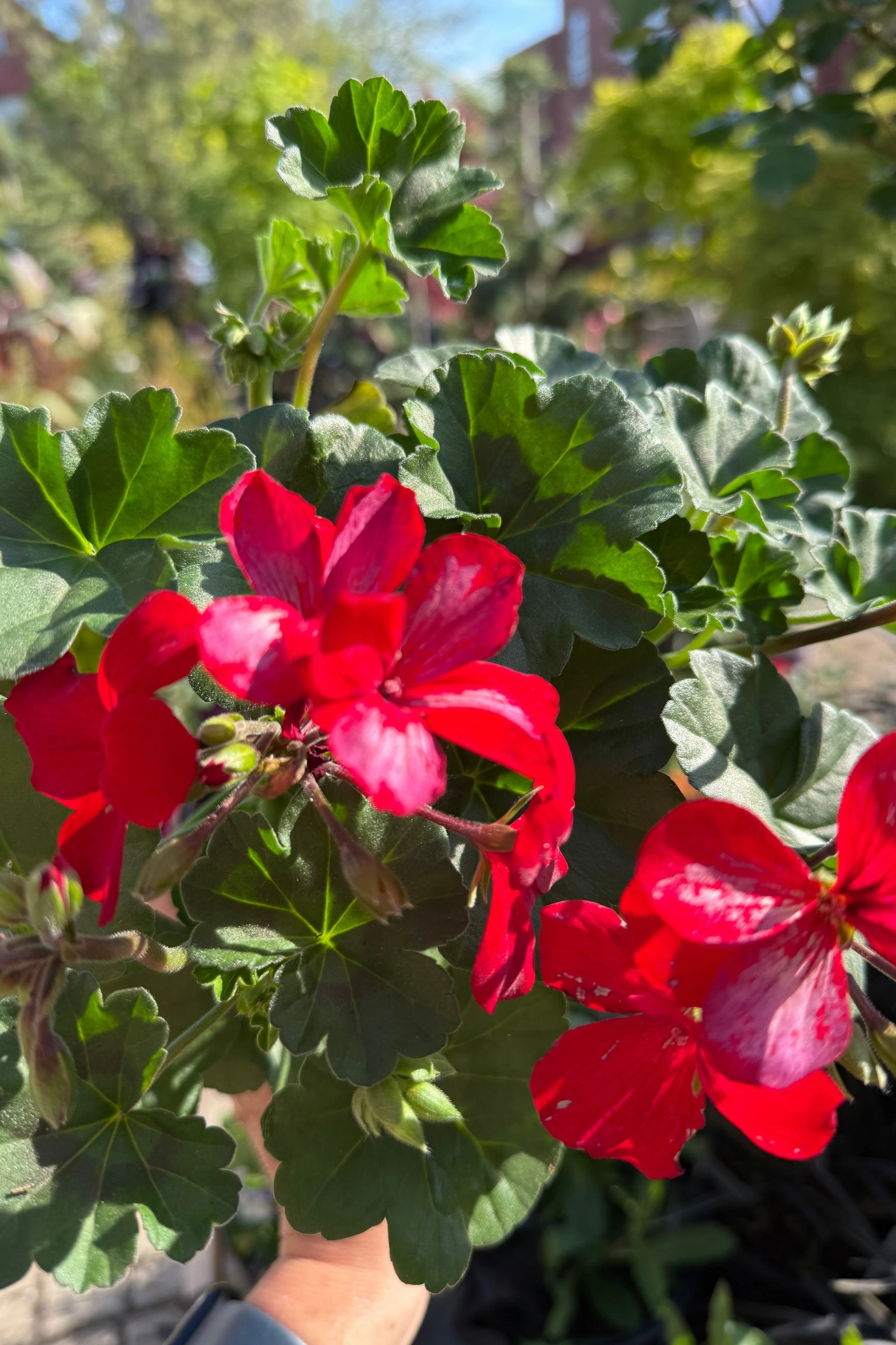 Geranium (assorted) 4.5"