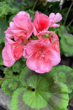 Geranium (assorted) 4.5" decorative flowerpot  