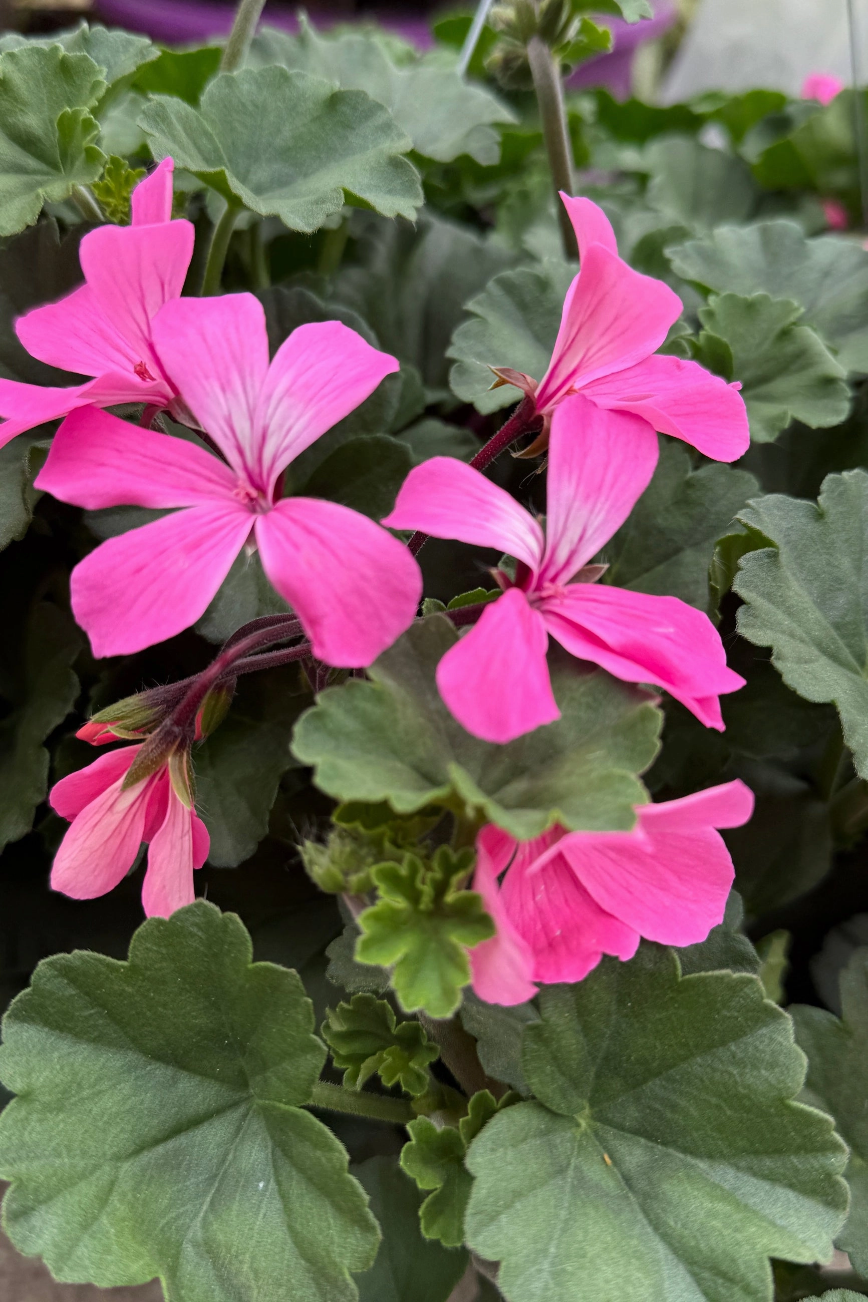 Geranium (assorted) 4.5"