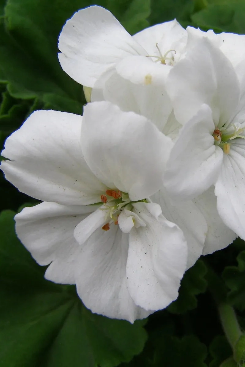 Geranium (assorted) 4.5"