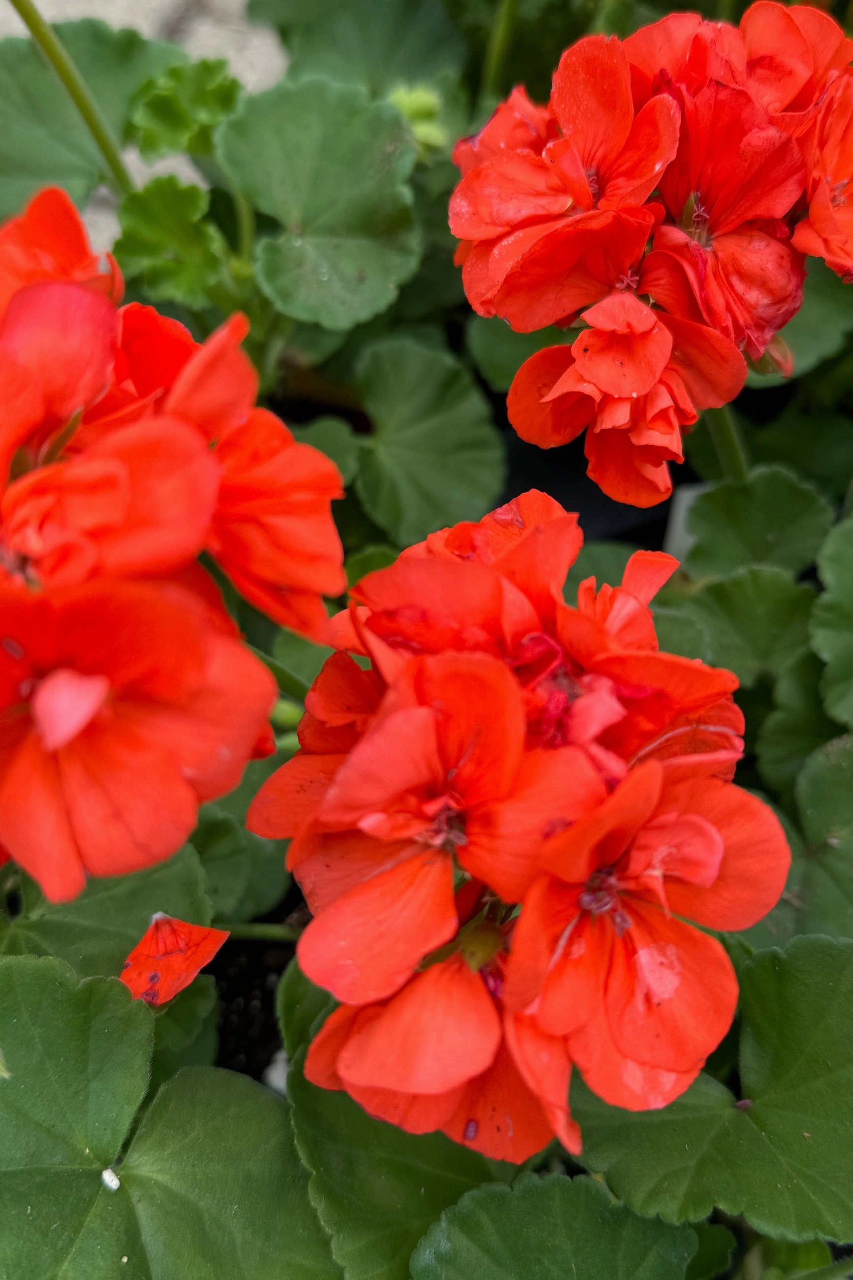 Geranium (assorted) 4.5"