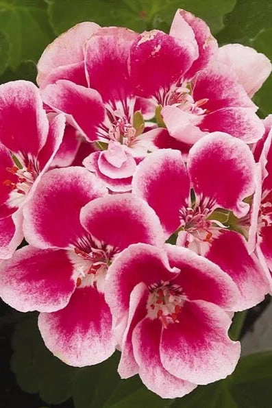 Geranium (assorted) 4.5"