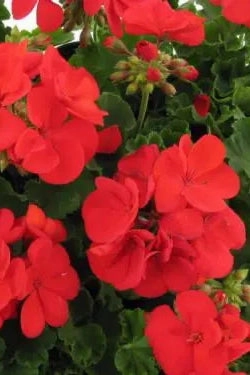 Geranium (assorted) 4.5"