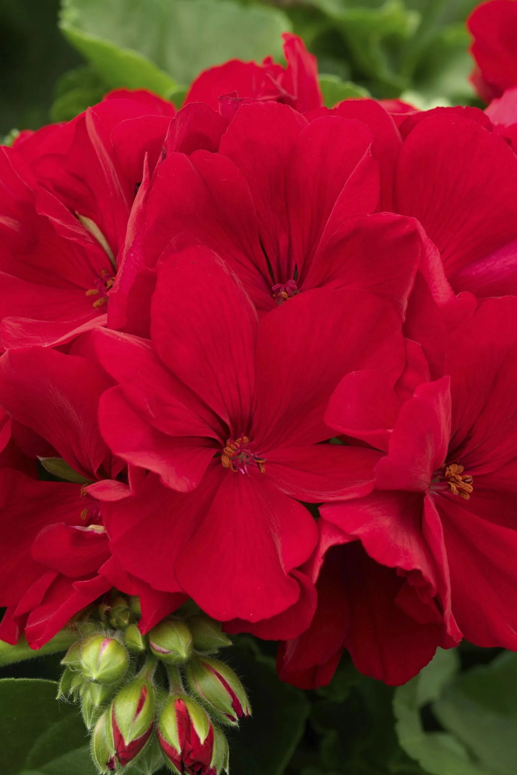 Geranium (assorted) 4.5"