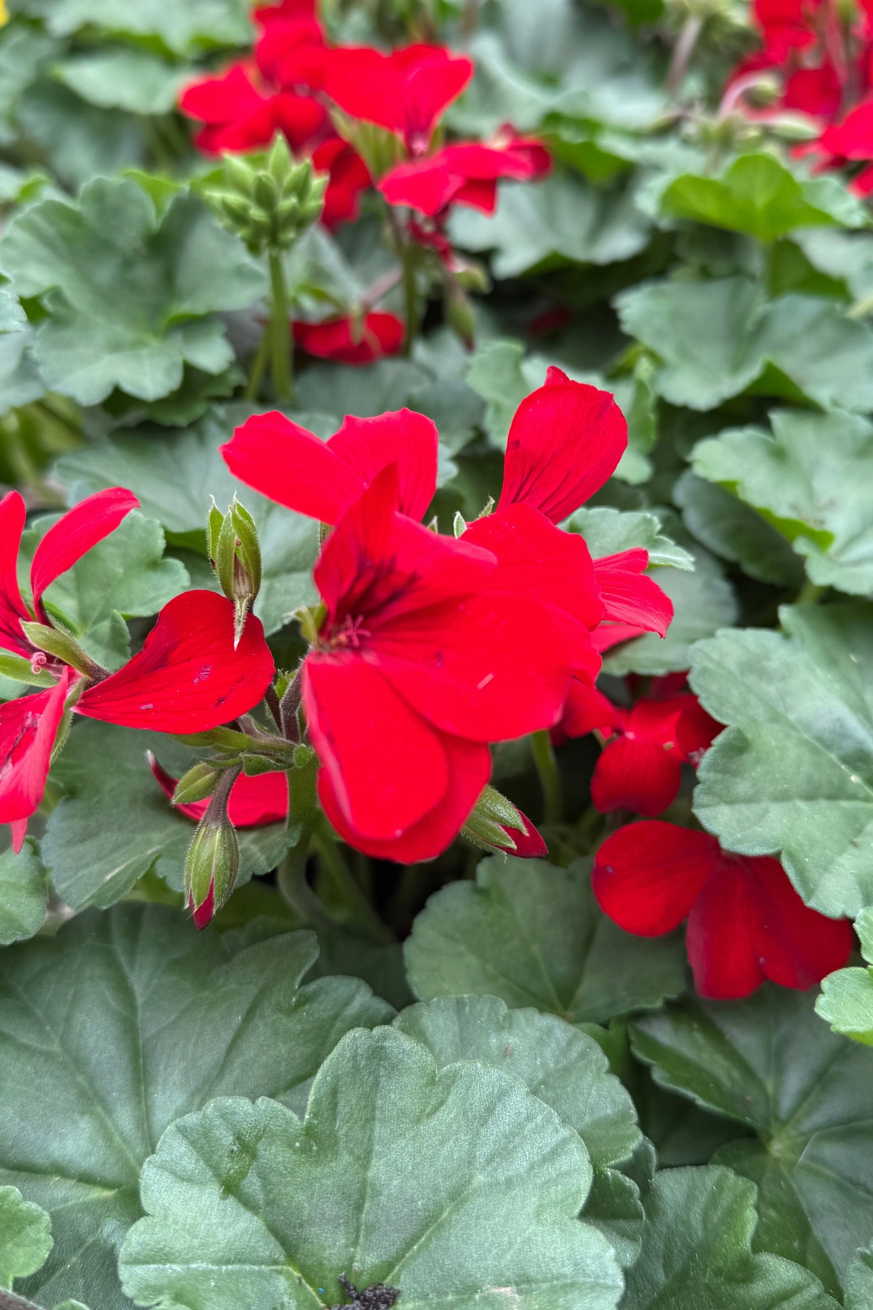 Geranium (assorted) 4.5"