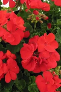Geranium (assorted) 6"