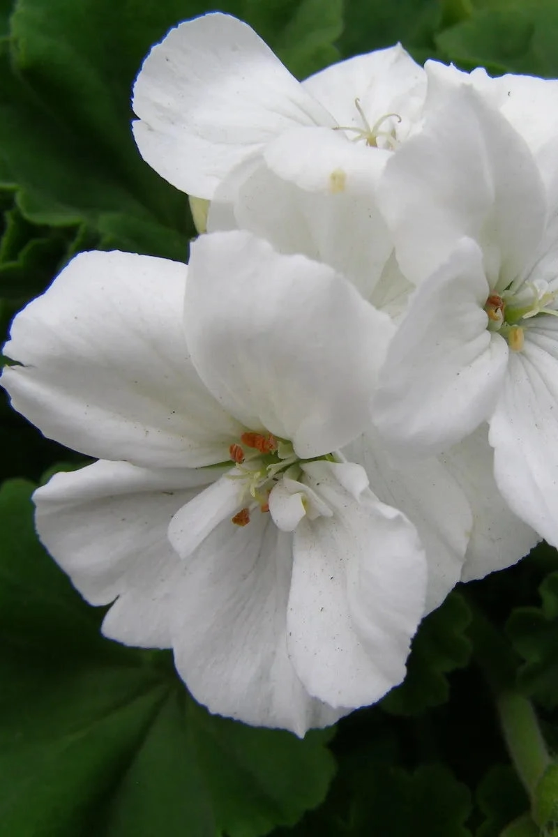 Geranium (assorted) 6"