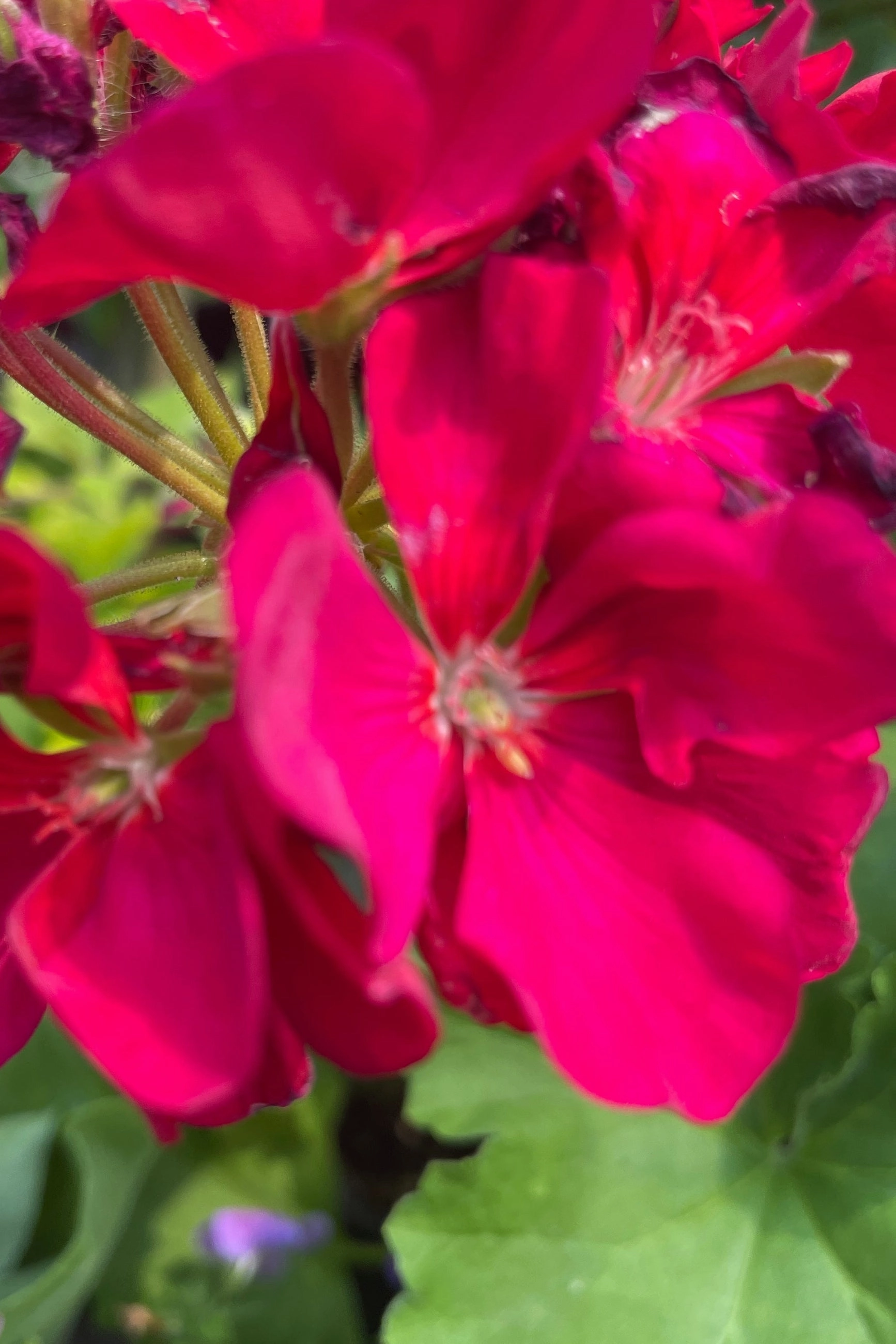 Geranium (assorted) 6"