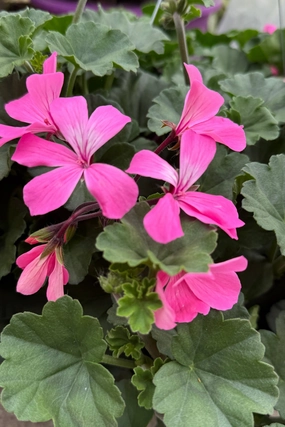 Geranium (assorted) 6" decorative flowerpot  