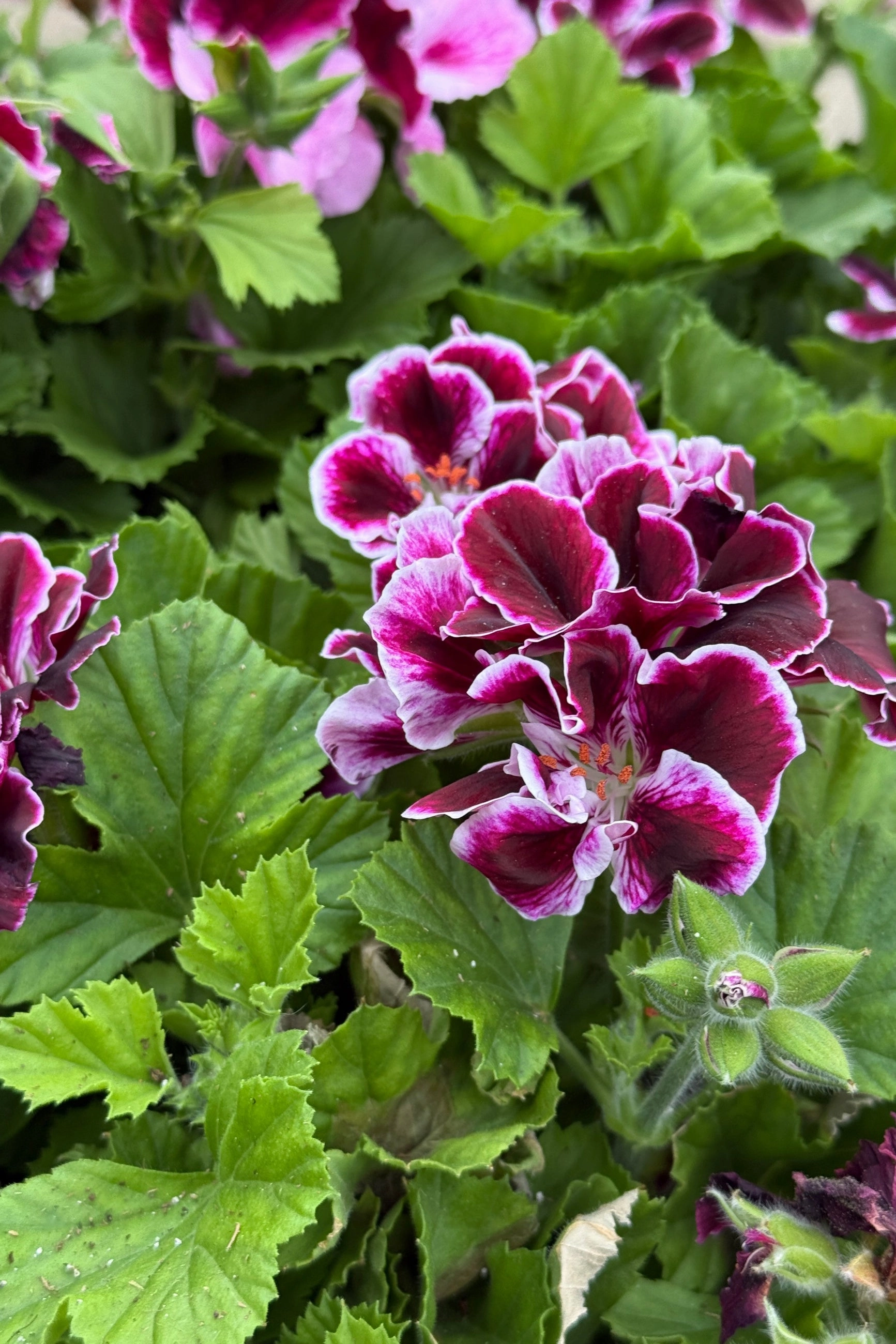 Geranium Regal (assorted) 6"