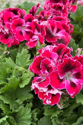 Geranium Regal (assorted) 6" decorative flowerpot  