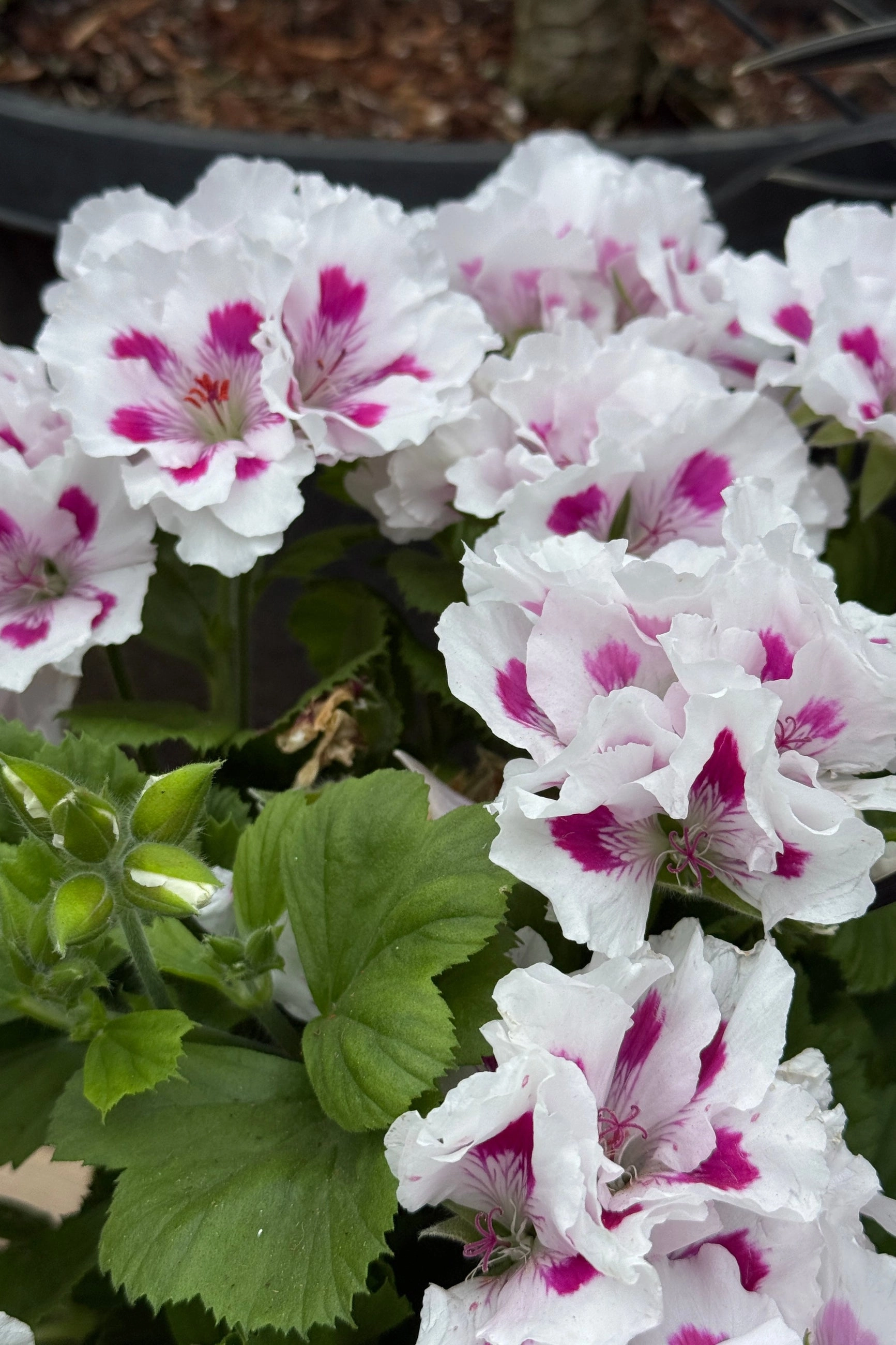 Geranium Regal (assorted) 6"