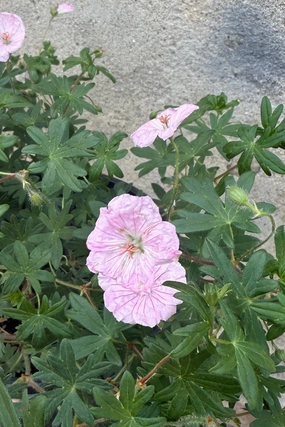 Geranium sanguineum striatum #1 decorative flowerpot  