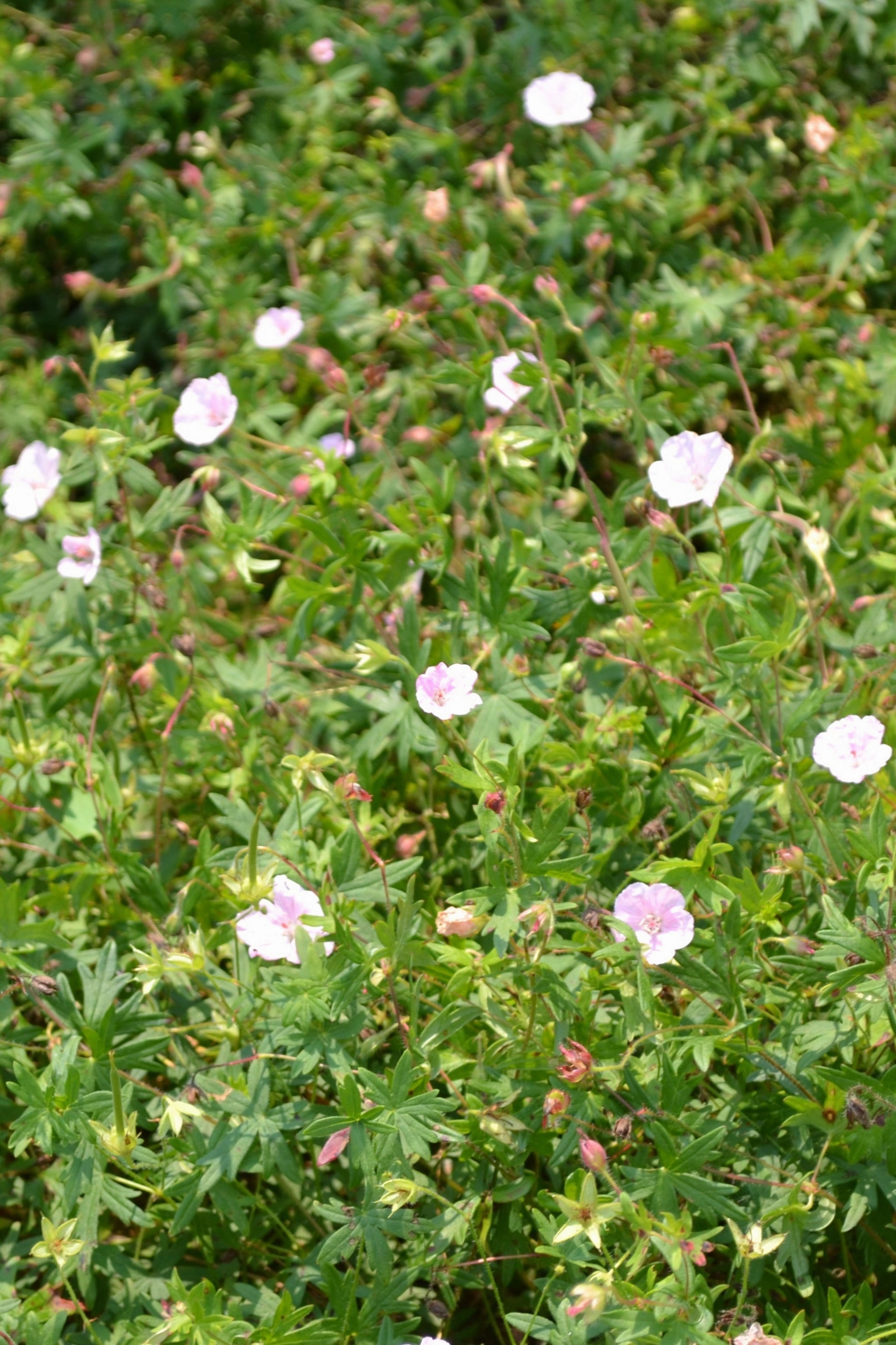 Geranium sanguineum striatum #1