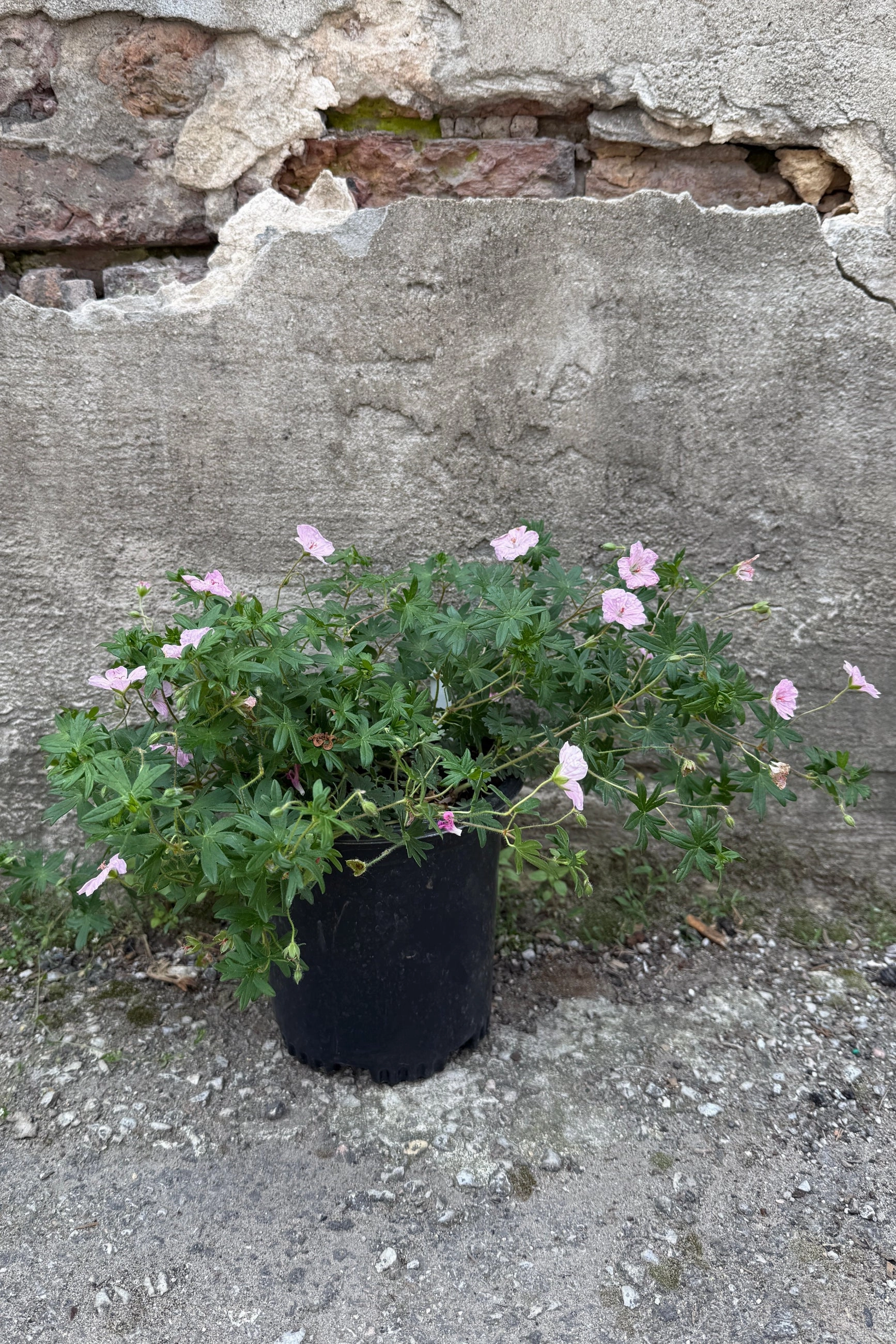 Geranium sanguineum striatum #1