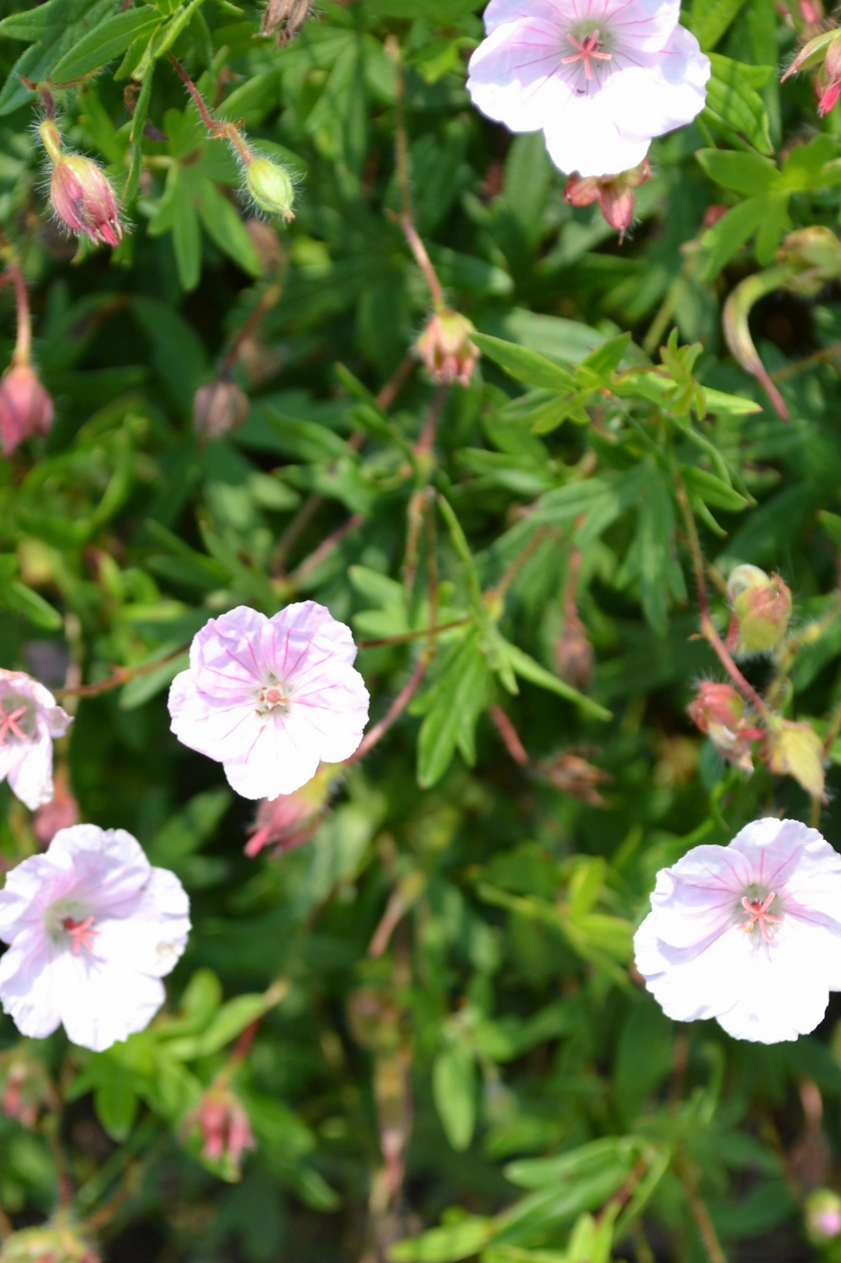 Geranium sanguineum striatum #1