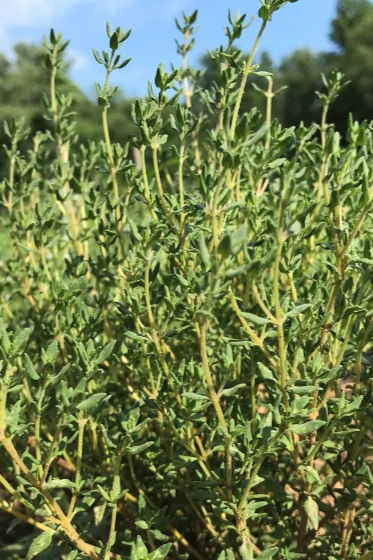 German Thyme Seeds Art Pack