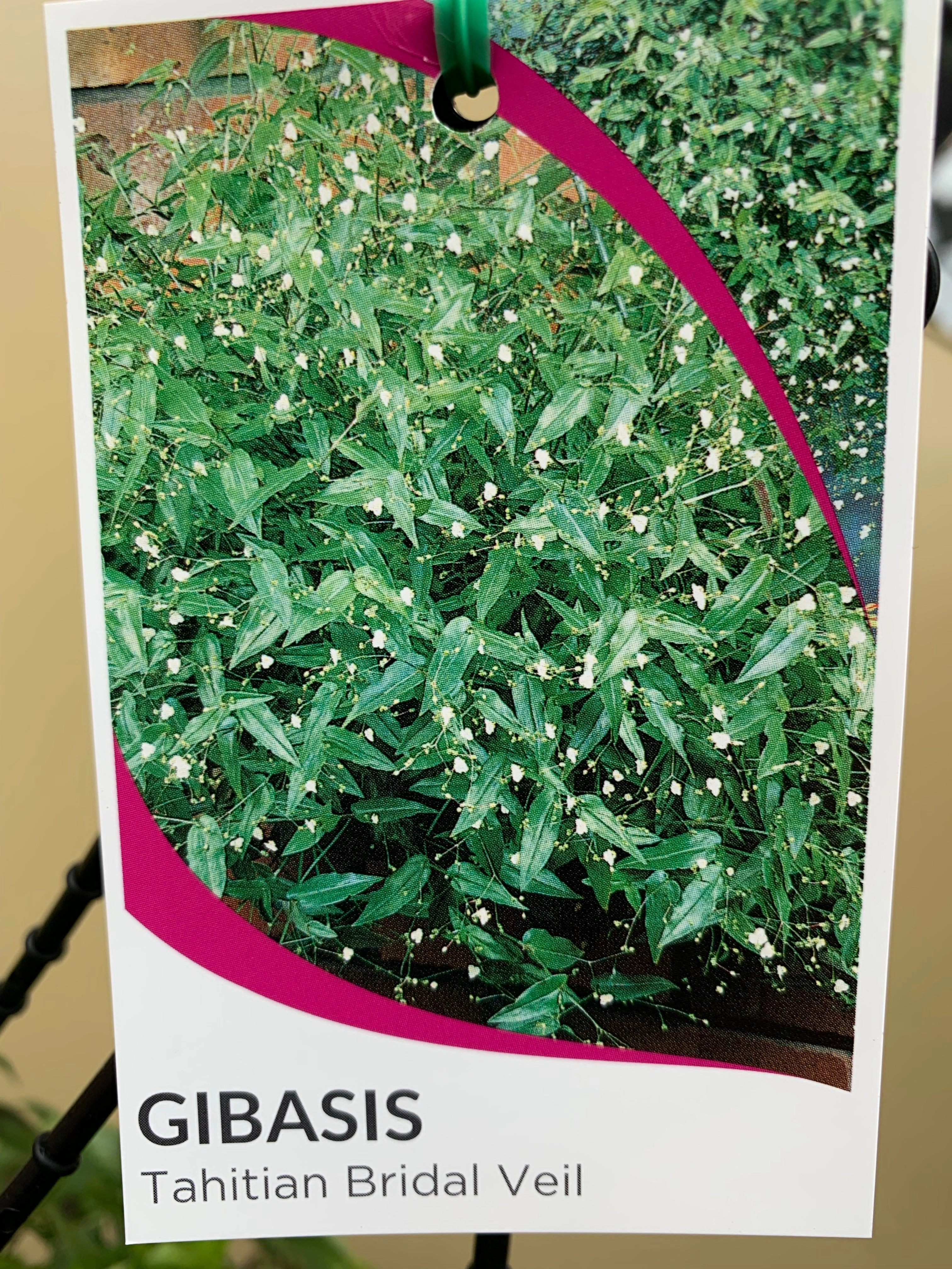 Gibasis geniculata 'Tahitian Bridal Veil'