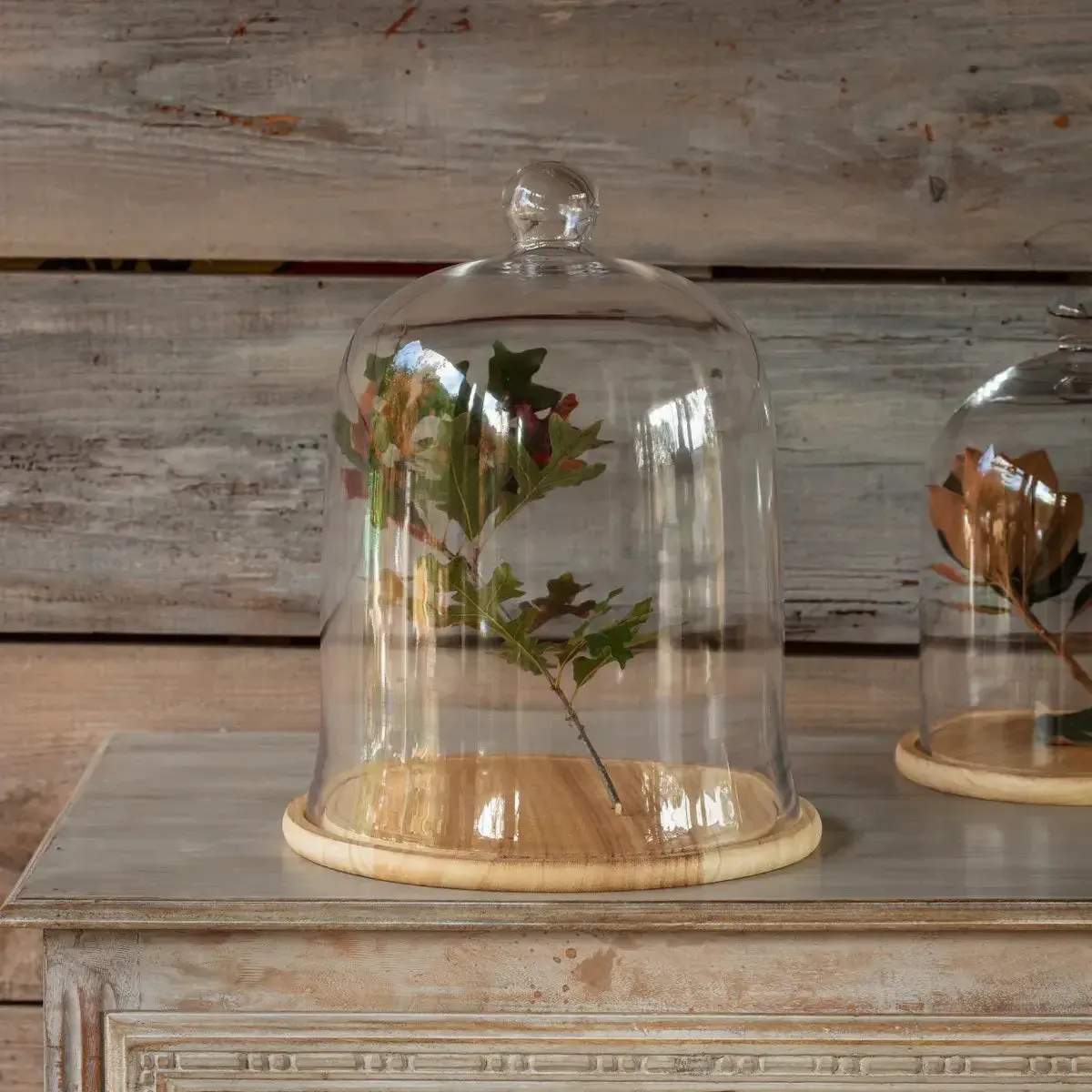 Glass Cloche With Wooden Base Set dried flowers  