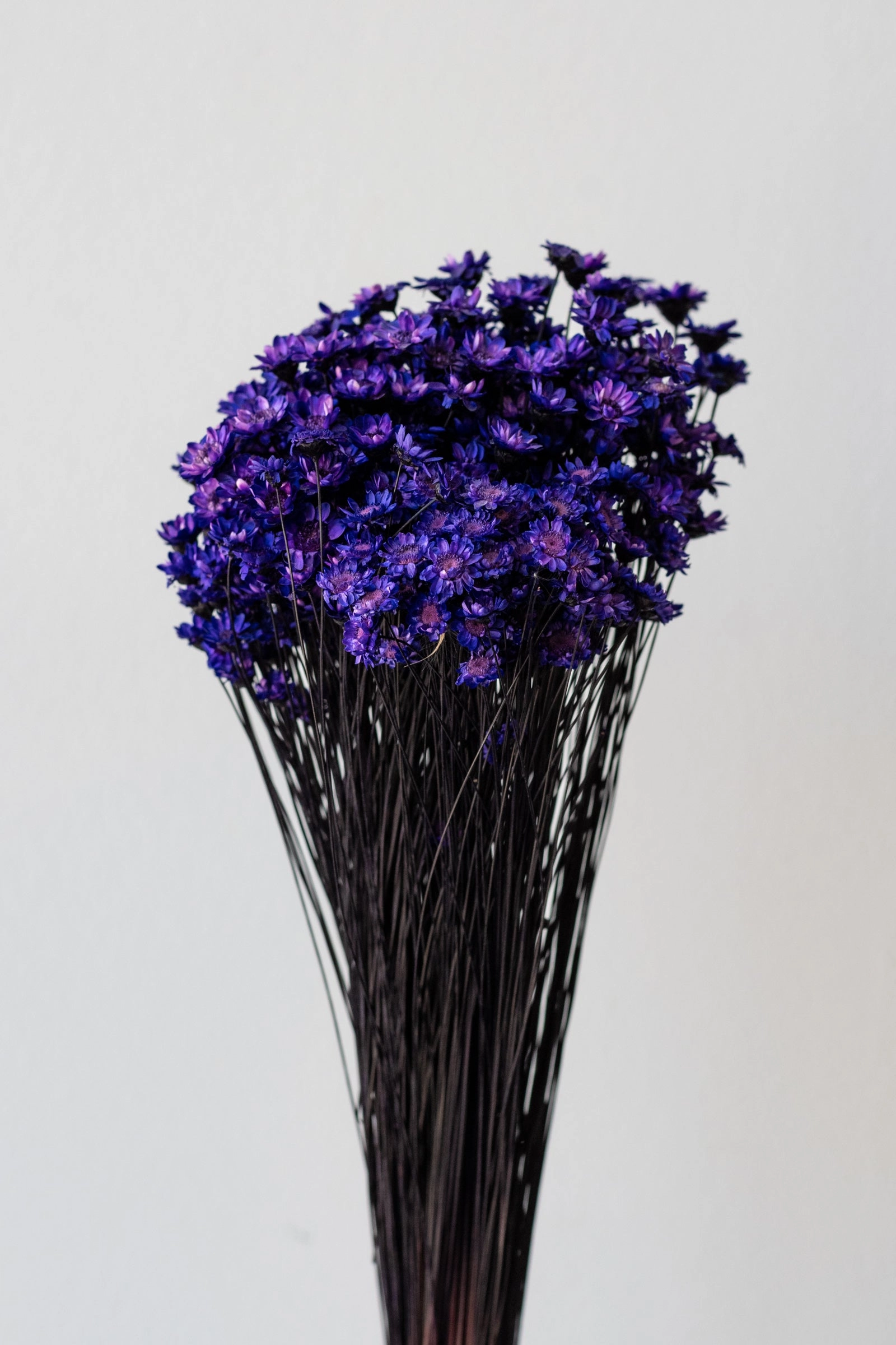 Glixia Deep Violet Color Preserved Bunch indoor houseplants  