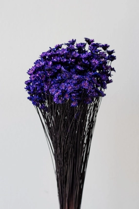 Glixia Deep Violet Color Preserved Bunch indoor houseplants  