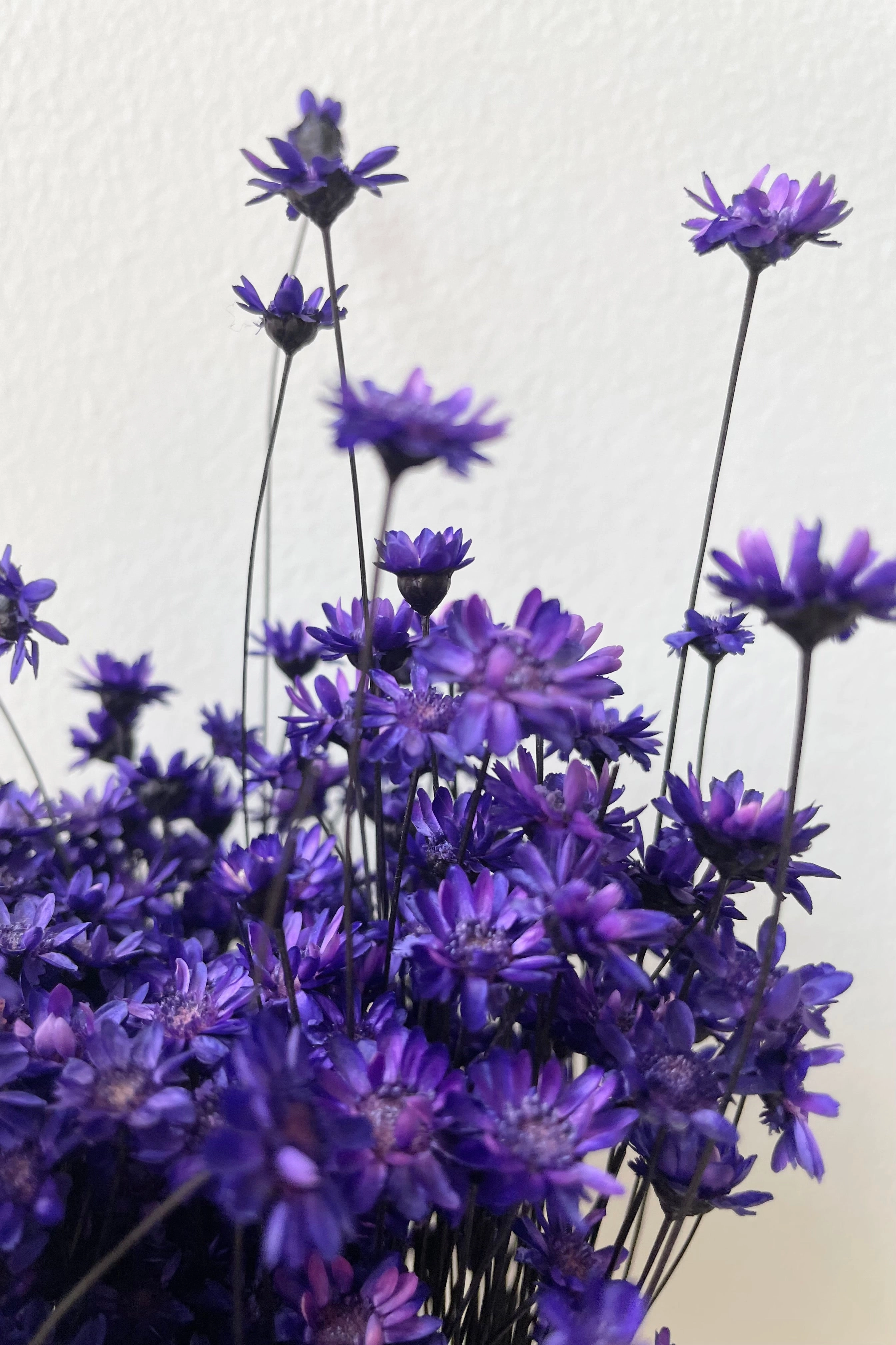 Glixia Deep Violet Color Preserved Bunch
