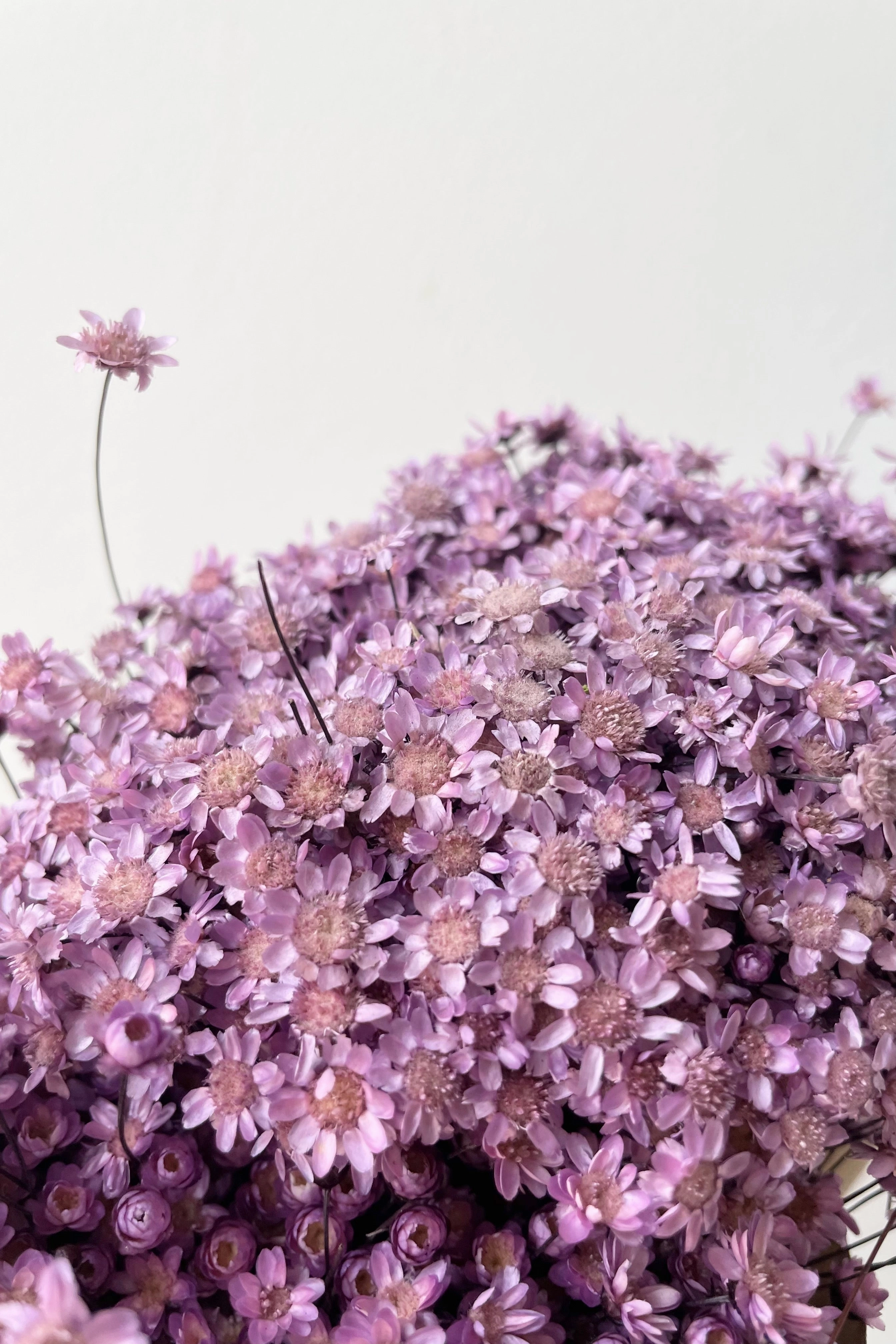 Glixia Lavendar Color Preserved Bunch