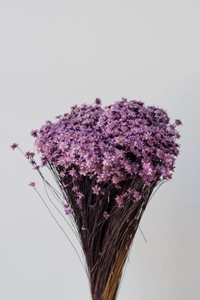Glixia Lavendar Color Preserved Bunch indoor houseplants  