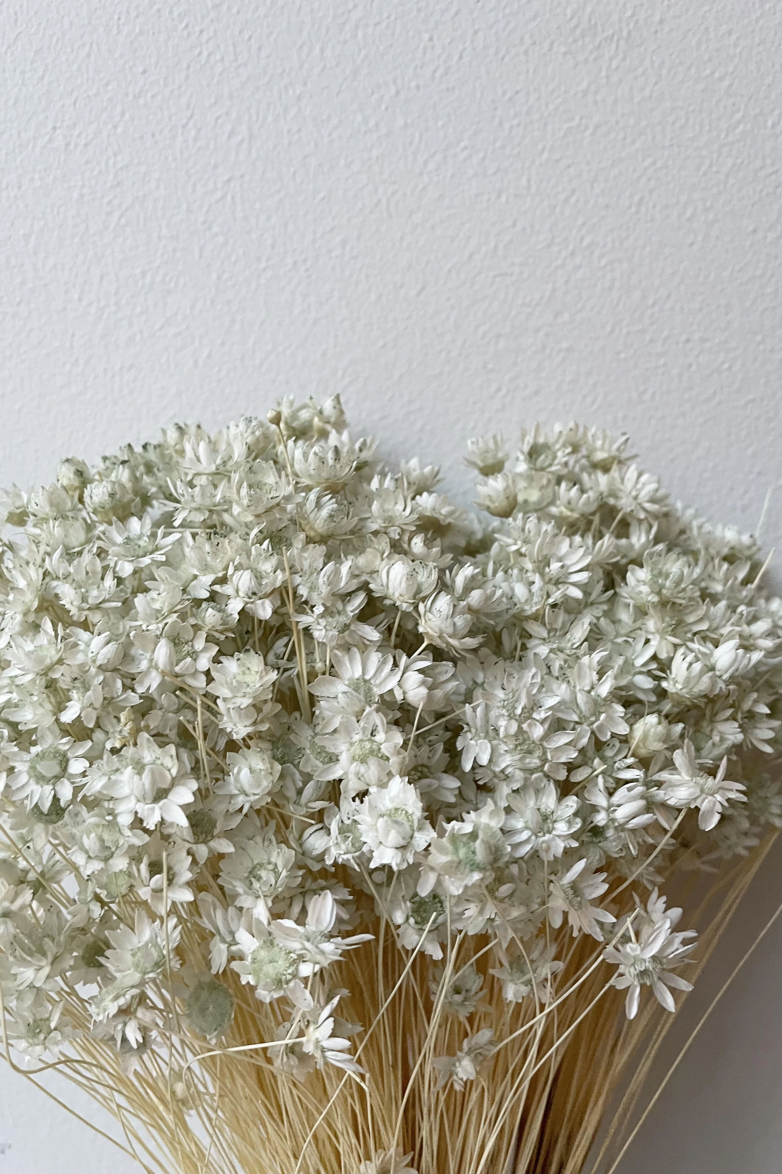 Glixia Mint Pastel Color Preserved Bunch