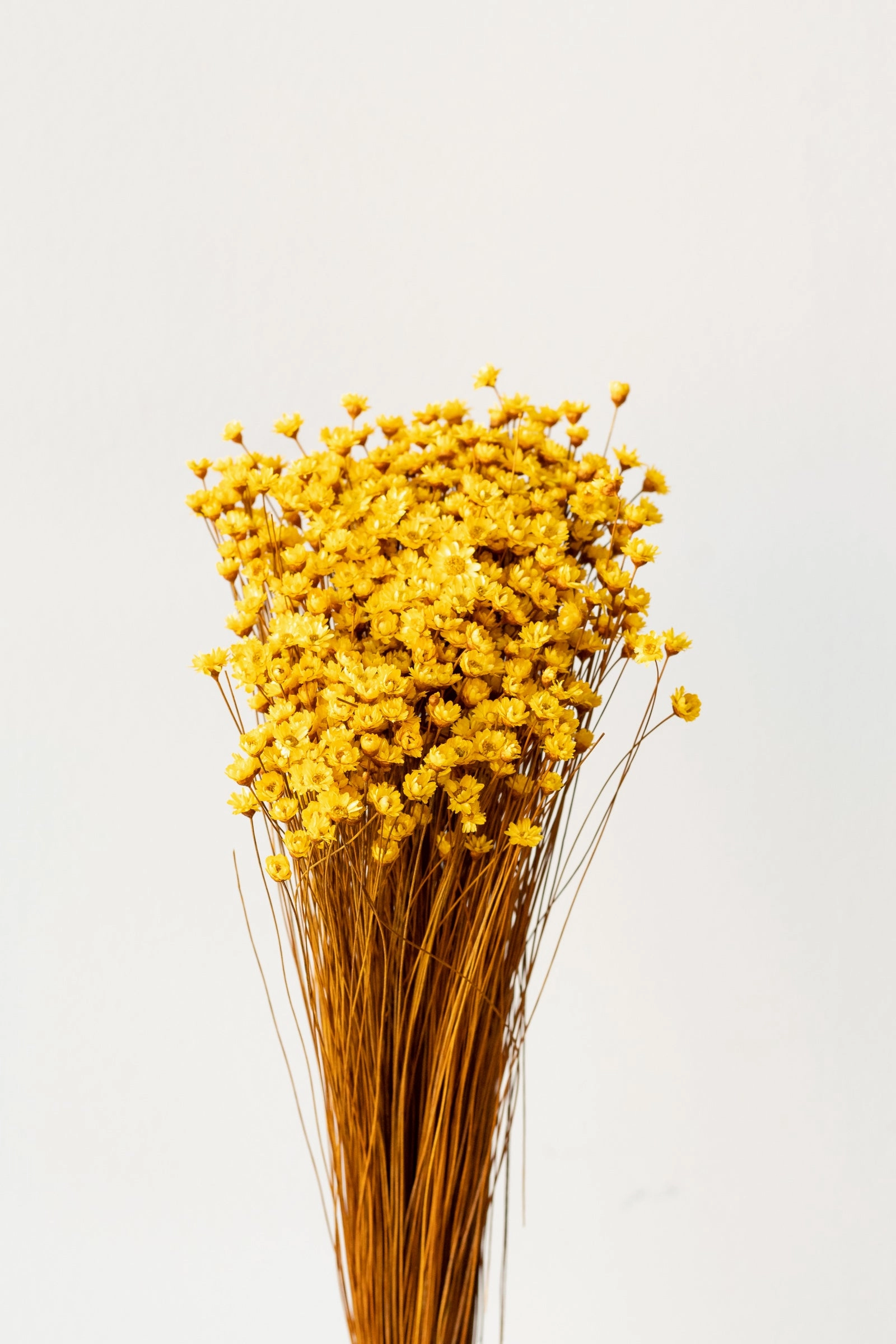 Glixia Yellow Color Preserved Bunch indoor houseplants  