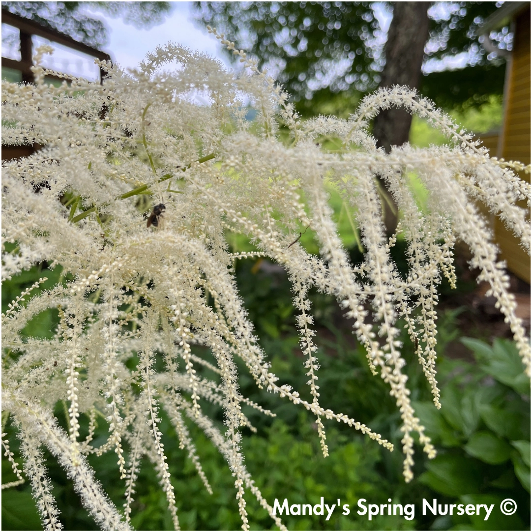 Goat's Beard | Aruncus dioicus