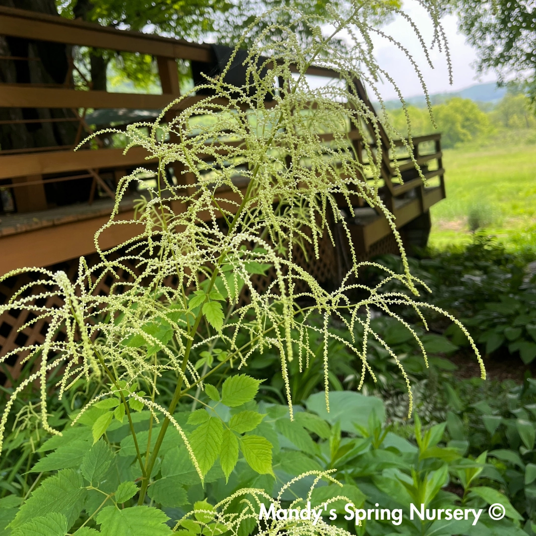 Goat's Beard | Aruncus dioicus