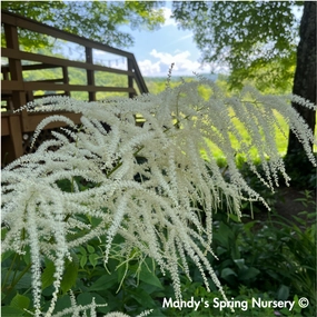 Goat's Beard | Aruncus dioicus single layer plant shelf  
