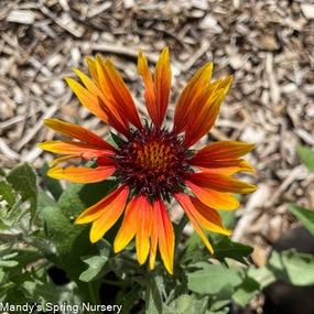 Goblin Blanket Flower | Gaillardia traditional flower vase  