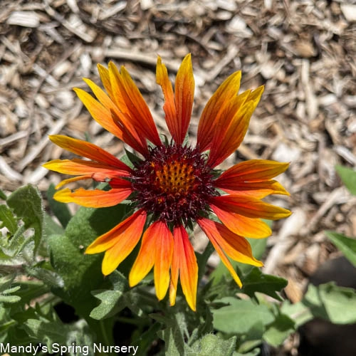 Goblin Blanket Flower | Gaillardia traditional flower vase  