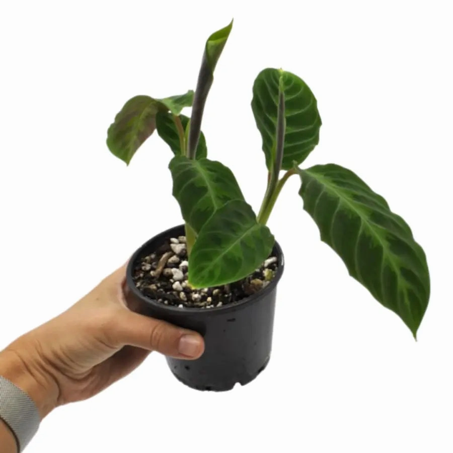 Goeppertia (Calathea) warszewiczii