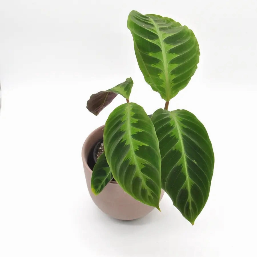 Goeppertia (Calathea) warszewiczii
