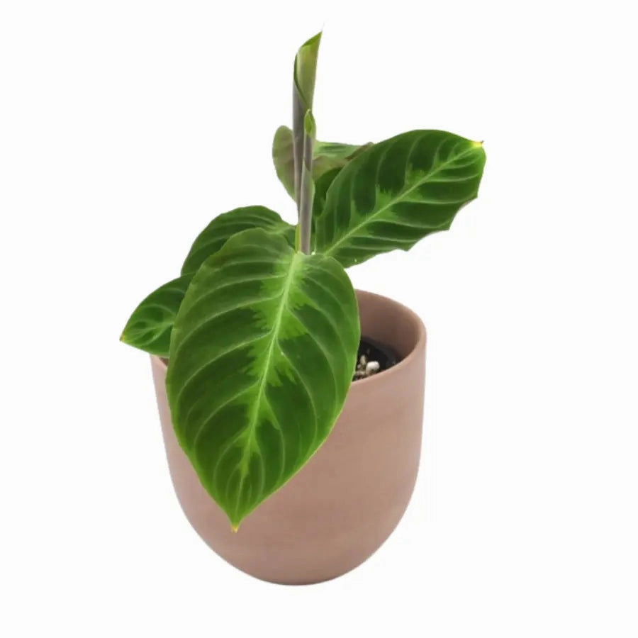 Goeppertia (Calathea) warszewiczii