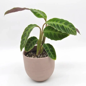 Goeppertia (Calathea) warszewiczii large flower pot  